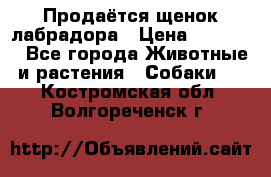 Продаётся щенок лабрадора › Цена ­ 30 000 - Все города Животные и растения » Собаки   . Костромская обл.,Волгореченск г.
